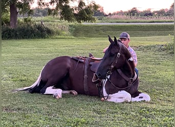 Percheron, Ruin, 11 Jaar, 163 cm, Tobiano-alle-kleuren