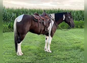 Percheron, Ruin, 11 Jaar, 163 cm, Tobiano-alle-kleuren