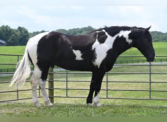 Percheron, Ruin, 11 Jaar, 168 cm, Tobiano-alle-kleuren