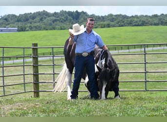 Percheron, Ruin, 11 Jaar, 168 cm, Tobiano-alle-kleuren