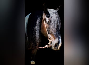 Percheron, Ruin, 12 Jaar, 175 cm, Tobiano-alle-kleuren