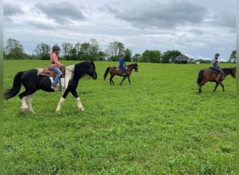 Percheron, Ruin, 12 Jaar, 175 cm, Tobiano-alle-kleuren