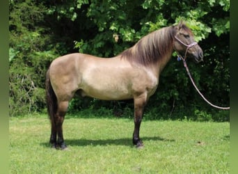 Percheron, Ruin, 13 Jaar, 155 cm, Grullo