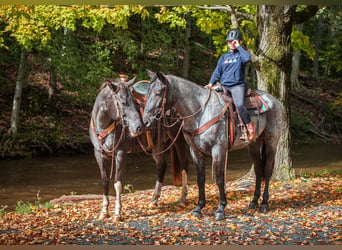 Percheron Mix, Ruin, 3 Jaar, 163 cm, Roan-Blue