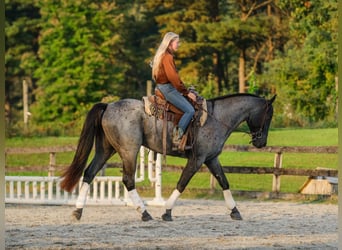 Percheron Mix, Ruin, 3 Jaar, 163 cm, Roan-Blue