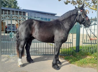 Percheron, Ruin, 3 Jaar, 166 cm