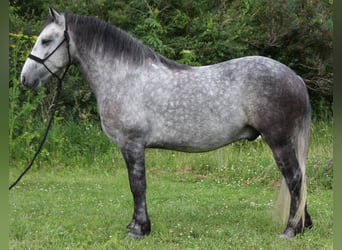 Percheron Mix, Ruin, 4 Jaar, 142 cm, Schimmel