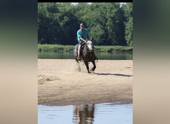Percheron Mix, Ruin, 4 Jaar, 142 cm, Schimmel