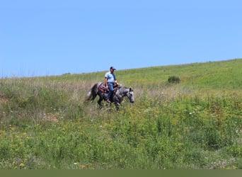 Percheron Mix, Ruin, 4 Jaar, 142 cm, Schimmel