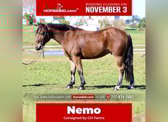 Percheron Mix, Ruin, 4 Jaar, 157 cm, Roodbruin