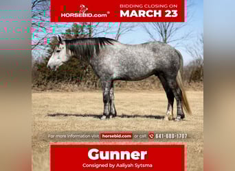 Percheron Mix, Ruin, 4 Jaar, 157 cm, Schimmel