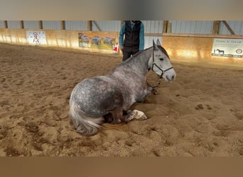 Percheron Mix, Ruin, 4 Jaar, 157 cm, Schimmel