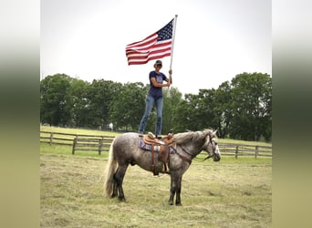 Percheron, Ruin, 4 Jaar, 160 cm, Appelschimmel