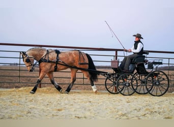 Percheron Mix, Ruin, 4 Jaar, 160 cm, Buckskin