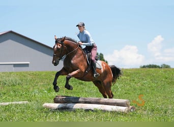 Percheron Mix, Ruin, 4 Jaar, 160 cm, Roodbruin