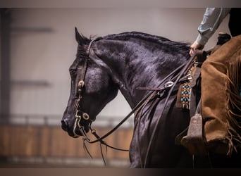 Percheron Mix, Ruin, 4 Jaar, 160 cm, Zwart