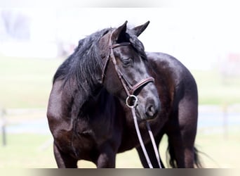 Percheron Mix, Ruin, 4 Jaar, 160 cm, Zwart
