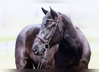 Percheron Mix, Ruin, 4 Jaar, 160 cm, Zwart