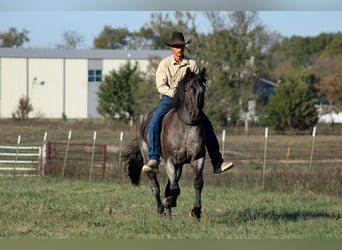Percheron Mix, Ruin, 4 Jaar, 163 cm, Roan-Blue