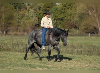 Percheron Mix, Ruin, 4 Jaar, 163 cm, Roan-Blue