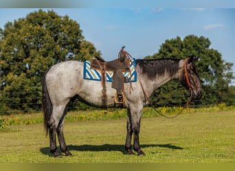 Percheron Mix, Ruin, 4 Jaar, 163 cm, Roan-Blue