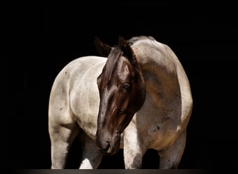 Percheron Mix, Ruin, 4 Jaar, 163 cm, Roan-Blue