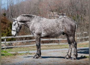 Percheron, Ruin, 4 Jaar, 163 cm, Schimmel