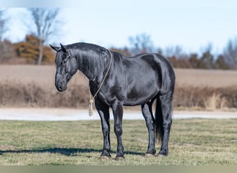 Percheron Mix, Ruin, 4 Jaar, 163 cm, Zwart
