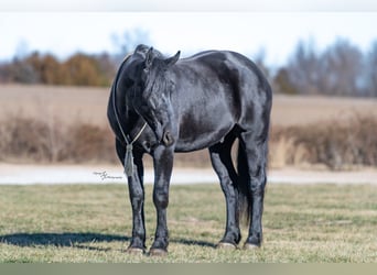 Percheron Mix, Ruin, 4 Jaar, 163 cm, Zwart