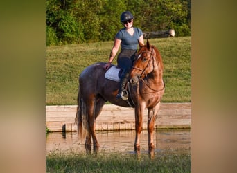 Percheron Mix, Ruin, 4 Jaar, 165 cm, Roan-Red