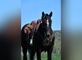 Percheron Mix, Ruin, 4 Jaar, 168 cm, Schimmel