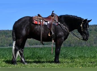 Percheron Mix, Ruin, 4 Jaar, 168 cm, Schimmel