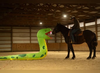 Percheron Mix, Ruin, 4 Jaar, 170 cm, Roodbruin