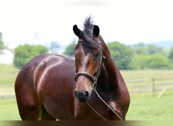 Percheron Mix, Ruin, 4 Jaar, 170 cm, Roodbruin
