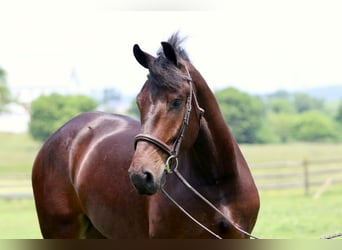 Percheron Mix, Ruin, 4 Jaar, 170 cm, Roodbruin