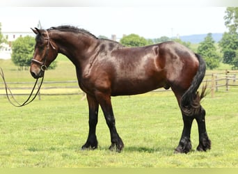 Percheron Mix, Ruin, 4 Jaar, 170 cm, Roodbruin