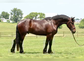 Percheron Mix, Ruin, 4 Jaar, 170 cm, Roodbruin