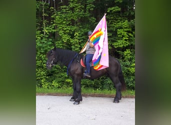 Percheron, Ruin, 4 Jaar, 170 cm, Zwart