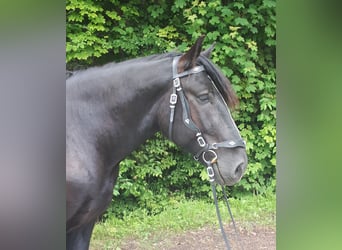 Percheron, Ruin, 4 Jaar, 170 cm, Zwart