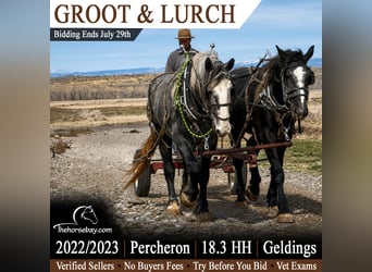 Percheron, Ruin, 4 Jaar, 191 cm, Schimmel