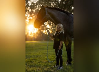 Percheron Mix, Ruin, 4 Jaar, Roan-Blue