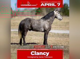 Percheron Mix, Ruin, 5 Jaar, 142 cm, Appelschimmel