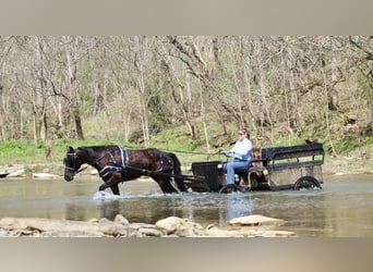 Percheron Mix, Ruin, 5 Jaar, 157 cm, Zwart