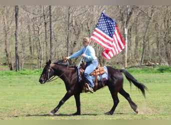 Percheron Mix, Ruin, 5 Jaar, 157 cm, Zwart