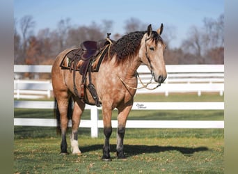 Percheron Mix, Ruin, 5 Jaar, 160 cm, Buckskin