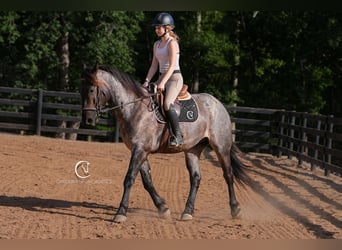 Percheron Mix, Ruin, 5 Jaar, 160 cm, Roan-Bay