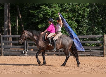 Percheron Mix, Ruin, 5 Jaar, 160 cm, Roan-Bay