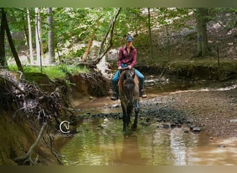 Percheron Mix, Ruin, 5 Jaar, 160 cm, Roan-Bay