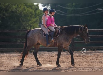 Percheron Mix, Ruin, 5 Jaar, 160 cm, Roan-Bay