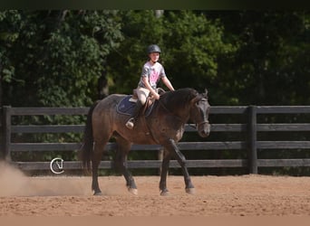 Percheron Mix, Ruin, 5 Jaar, 160 cm, Roan-Bay